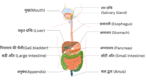 मानव शरीर की संरचना और तंत्र